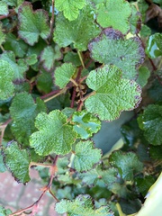 Rubus calycinoides