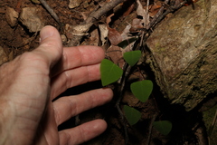 Homalanthus stillingiifolius