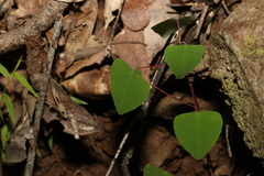 Homalanthus stillingiifolius
