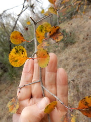 Crataegus reverchonii