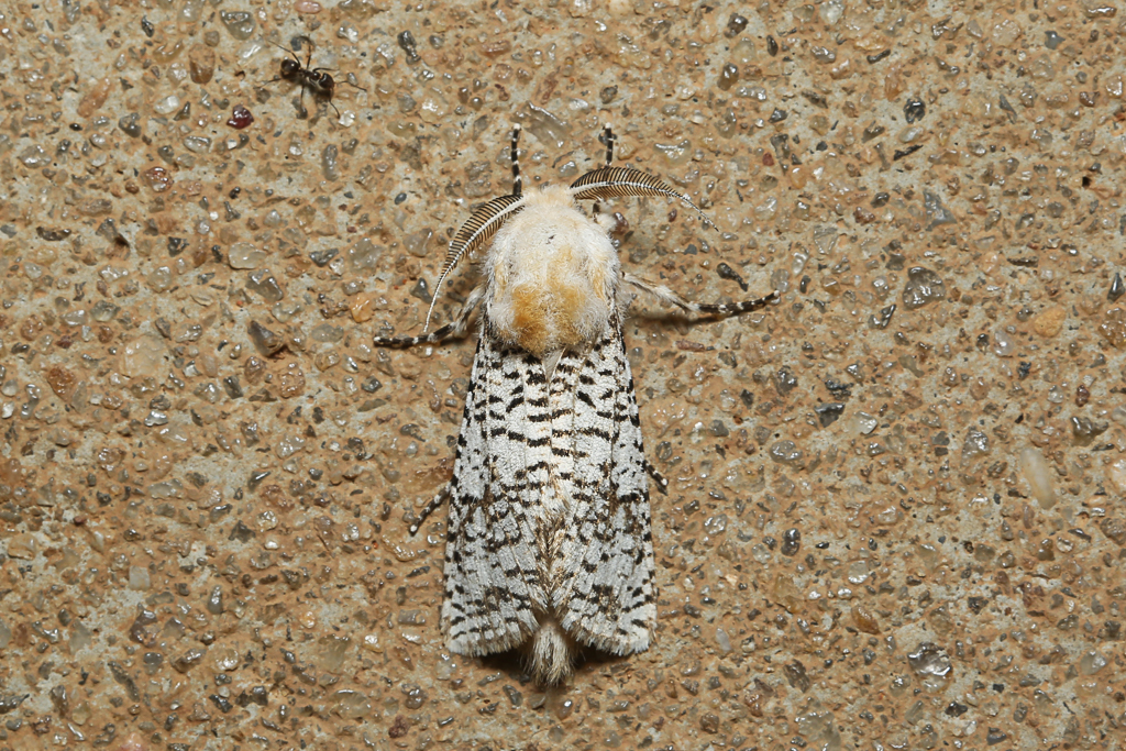 Endoxyla eremonoma