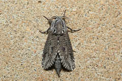 Endoxyla amphiplecta
