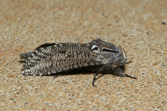 Endoxyla amphiplecta