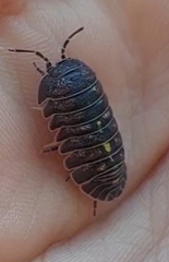 Armadillidium granulatum
