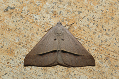 Isturgia penthearia