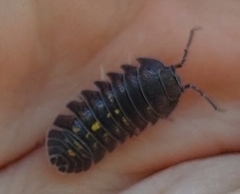 Armadillidium granulatum