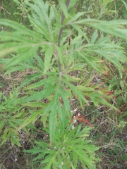 Artemisia verlotiorum