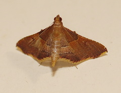 Endotricha approximalis