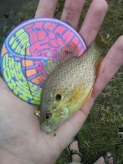 Lepomis gibbosus × cyanellus