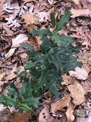 Ilex