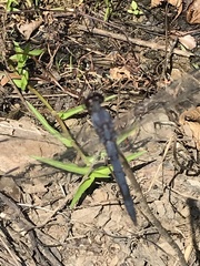 Libellula