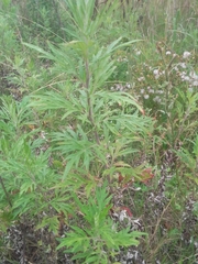 Artemisia verlotiorum