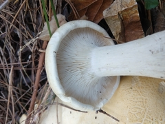 Leucopaxillus