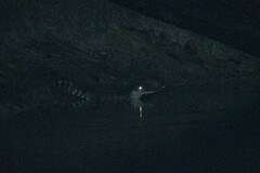 Paleosuchus trigonatus