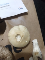 Leucopaxillus