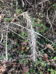 Elymus