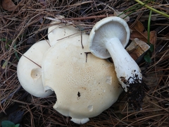 Leucopaxillus