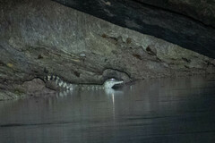 Paleosuchus trigonatus