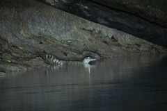 Paleosuchus trigonatus