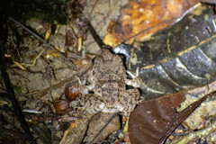 Oreobates quixensis