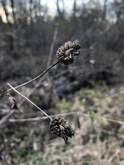 Rudbeckia laciniata