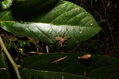 Heteropoda jugulans
