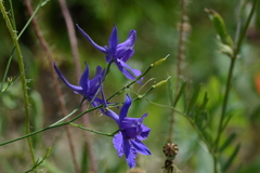 Delphinium consolida