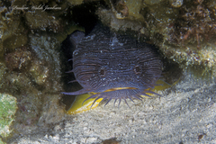 Sanopus splendidus
