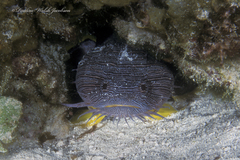 Sanopus splendidus