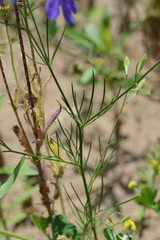 Delphinium consolida