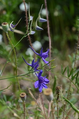 Delphinium consolida