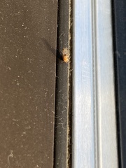 Drosophilidae