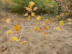 Crataegus reverchonii