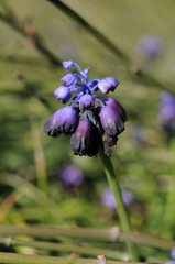 Muscari commutatum