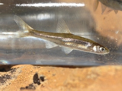 Anaecypris hispanica