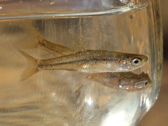 Anaecypris hispanica