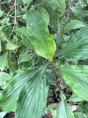Amischotolype hispida
