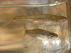 Anaecypris hispanica