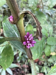 Amischotolype hispida