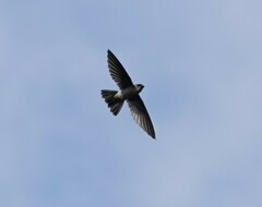 Aerodramus terraereginae