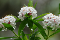 Pimelea longifolia