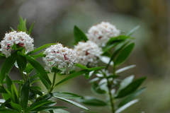 Pimelea longifolia