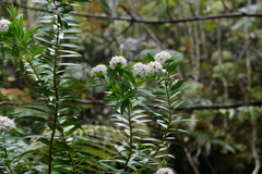 Pimelea longifolia
