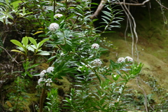 Pimelea longifolia