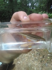 Chrosomus erythrogaster