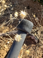 Centaurea melitensis