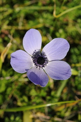 Anemone coronaria