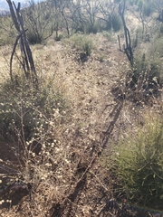 Centaurea melitensis