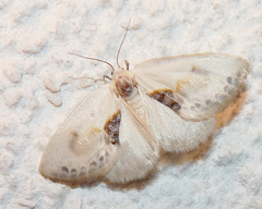 Cilix glaucata