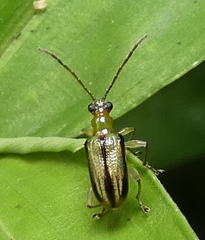 Lemini